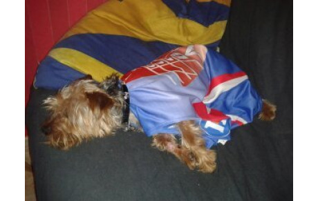 Message de Gribouille 