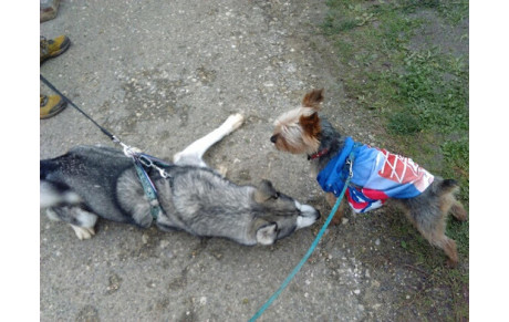 Waf waf et même pas peur à YMERAY.... 